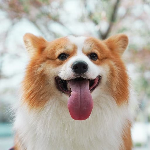 Reference photo 1 of the corgi
