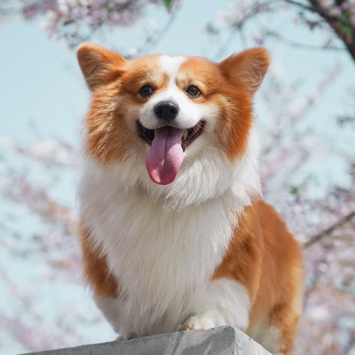 Reference photo 2 of the corgi
