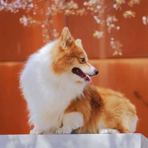 Reference photo 4 of the corgi