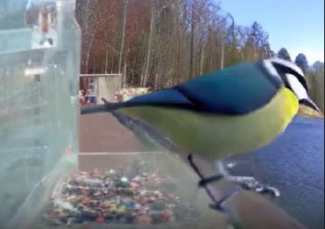 Generated · “[V] bird with lake”